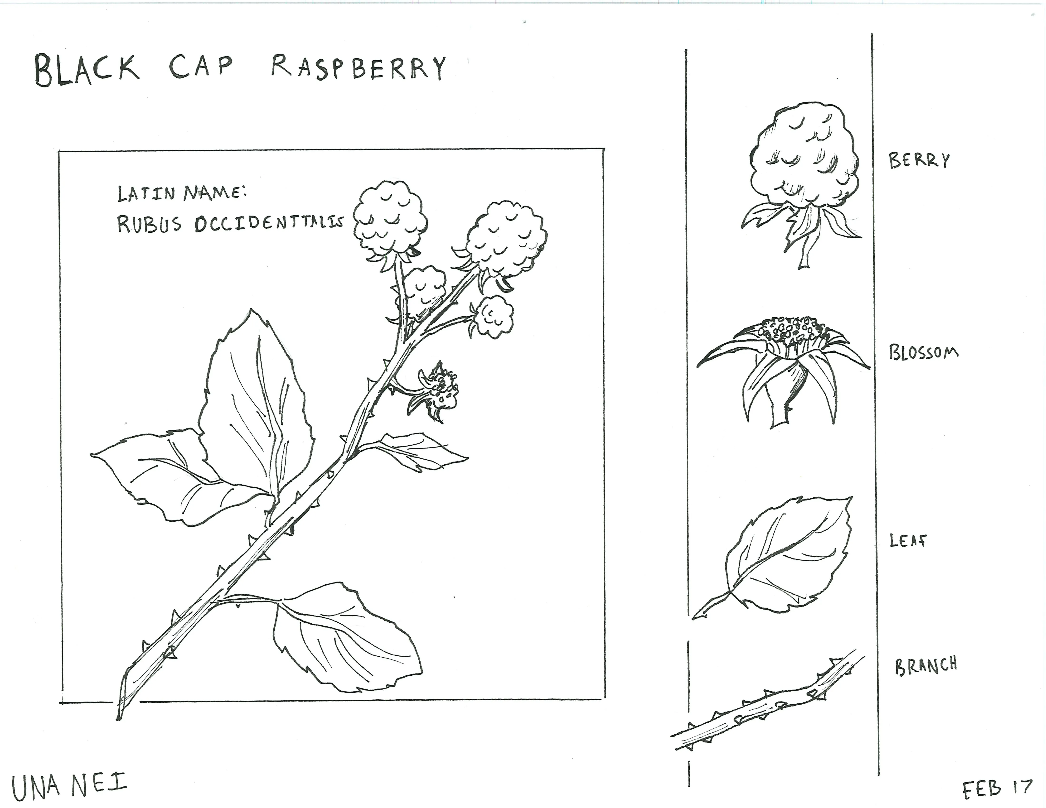 Hand-sketched artwork depicting black cap raspberry, detailing its berry, blossom, leaf, and branch.
